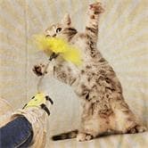 Plume Pied Petsi Pat